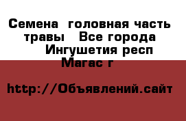 Семена (головная часть))) травы - Все города  »    . Ингушетия респ.,Магас г.
